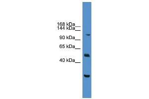 Western Blotting (WB) image for anti-Nuclear Factor of Activated T-Cells, Cytoplasmic, Calcineurin-Dependent 2 (NFAT1) (C-Term) antibody (ABIN2780879)