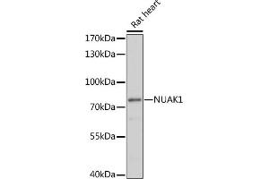 Western blot analysis of extracts of rat heart, using NU antibody (ABIN7268966) at 1:1000 dilution. (NUAK1 Antikörper  (AA 362-661))