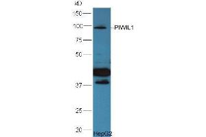 HepG2 lysate probed  at 1:5000 90min in 37˚C. (PIWIL1 Antikörper  (AA 551-650))