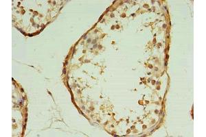 Immunohistochemistry of paraffin-embedded human testis tissue using ABIN7172357 at dilution of 1:100 (TRAPPC2L Antikörper  (AA 1-139))