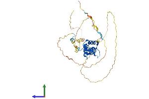 FOXA3 Protein (AA 1-350) (His tag)