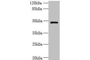 Western blot All lanes: RNF26 antibody at 6 μg/mL + 293T whole cell lysate Secondary Goat polyclonal to rabbit IgG at 1/10000 dilution Predicted band size: 48 kDa Observed band size: 48 kDa