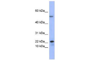 WB Suggested Anti-PLA2G5 Antibody Titration:  0.