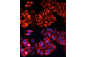 Immunofluorescence (IF) image for anti-Eukaryotic Translation Initiation Factor 3, Subunit B (EIF3B) (AA 100-350) antibody (ABIN6140053)