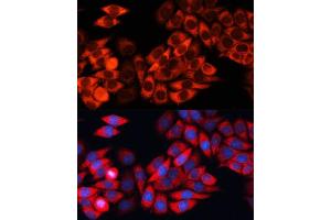 Immunofluorescence analysis of HeLa cells using eIF3B Polyclonal Antibody (ABIN6130364, ABIN6140053, ABIN6140054 and ABIN6214441) at dilution of 1:100 (40x lens). (EIF3B Antikörper  (AA 100-350))