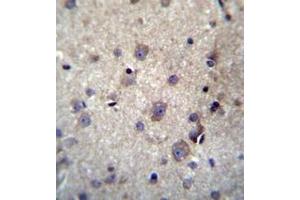 Immunohistochemistry analysis in formalin fixed and paraffin embedded human brain tissue reacted with HBQ1 Antibody (N-term) followed by peroxidase conjugation of the secondary antibody and DAB staining. (HBQ1 Antikörper  (N-Term))