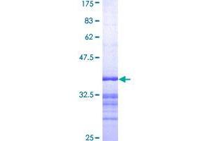 GRAP2 Protein (AA 226-315) (GST tag)