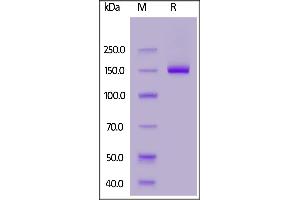 Human Netrin receptor DCC, Fc Tag on  under reducing (R) condition. (DCC Protein (AA 32-1097) (Fc Tag))