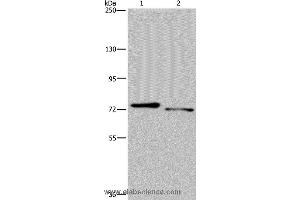 Western blot analysis of Mouse heart and skeletal muscle tissue, using NLRP10 Polyclonal Antibody at dilution of 1:300