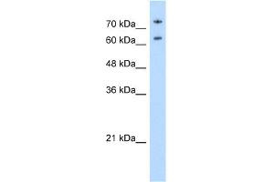 WB Suggested Anti-NCL Antibody Titration: 0. (Nucleolin Antikörper  (N-Term))