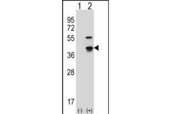 CDK3 Antikörper  (C-Term)