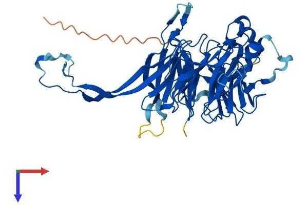 PPP2R2B Protein (AA 1-443) (His tag)
