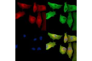 ABIN7096894 and ABIN7100960 staining  cells by IF/ICC. (PIGT Antikörper)