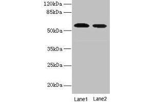 Western blot All lanes: Hmgcs1 antibody at 12 μg/mL Lane 1: NIH/3T3 whole cell lysate Lane 2: Mouse liver tissue Secondary Goat polyclonal to rabbit IgG at 1/10000 dilution Predicted band size: 58 kDa Observed band size: 58 kDa (HMGCS1 Antikörper  (AA 1-520))