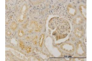 Immunoperoxidase of monoclonal antibody to FBN1 on formalin-fixed paraffin-embedded human kidney. (Fibrillin 1 Antikörper  (AA 2772-2871))