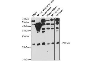 Western blot analysis of extracts of various cell lines, using PTP4A2 antibody.