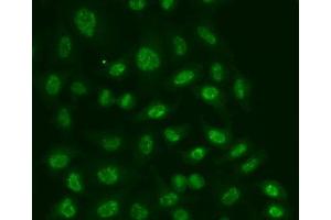 Immunofluorescence analysis of A549 cell using POLR2E antibody. (POLR2E Antikörper  (AA 1-210))