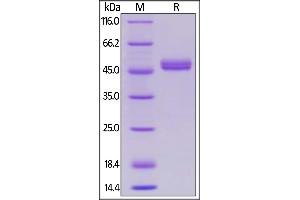 Biotinylated Human GITR Ligand, Avitag,Fc Tag on  under reducing (R) condition.