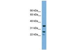 Image no. 1 for anti-H1 Histone Family, Member O, Oocyte-Specific (H1FOO) (C-Term) antibody (ABIN6745016) (H1FOO Antikörper  (C-Term))