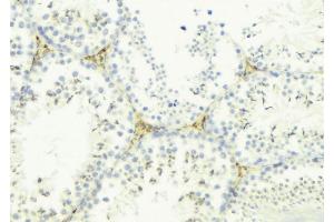 ABIN6276481 at 1/100 staining Mouse testis tissue by IHC-P. (LYZL6 Antikörper  (Internal Region))