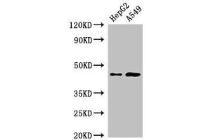 Western Blot Positive WB detected in: HepG2 whole cell lysate, A549 whole cell lysate All lanes: PIGK antibody at 2. (PIGK Antikörper  (AA 91-293))