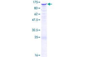 EXTL3 Protein (AA 1-919) (GST tag)