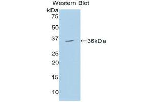 Western Blotting (WB) image for anti-150 kDa Oxygen Regulated Protein (AA 695-994) antibody (ABIN1078158) (150 kDa Oxygen Regulated Protein (AA 695-994) Antikörper)