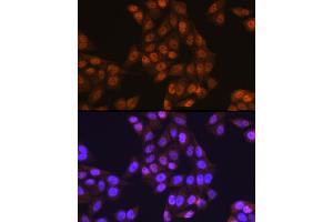 Immunofluorescence (IF) image for anti-Ubiquitin-Like Modifier Activating Enzyme 1 (UBA1) (AA 300-600) antibody (ABIN6149765)
