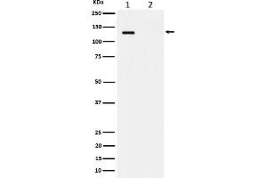 Western blot analysis of Phospho-MCM2 (S41) expression in (1) HeLa cell lysate, (2) HeLa cell treated with alkaline phosphatase lysate.