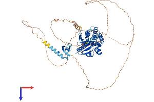 CDYL Protein (AA 1-593) (His tag)