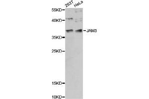 Western blot analysis of extracts of various cell lines, using JAM3 antibody (ABIN6290538) at 1:1000 dilution. (JAM3 Antikörper)