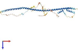 BLZF1 Protein (AA 1-400) (His tag)