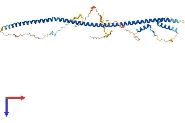 BLZF1 Protein (AA 1-400) (His tag)