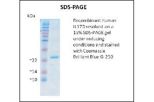 SDS-PAGE (SDS) image for Interleukin 17D (IL17D) (Active) protein (ABIN5509781)