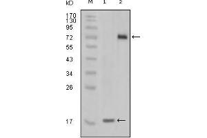 Western blot analysis using STYK1 mouse mAb against truncated STYK1 recombinant protein(1) and STYK1 (aa47-422)-hIgGFc transfected CHO-K1 cell lysate (2).