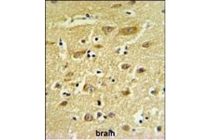 HIAT1 Antibody (C-term) (ABIN653933 and ABIN2843165) IHC analysis in formalin fixed and paraffin embedded human brain tissue followed by peroxidase conjugation of the secondary antibody and DAB staining. (HIAT1 Antikörper  (C-Term))