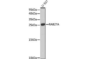 Western blot analysis of extracts of U-937 cells, using RA antibody (ABIN3015732, ABIN3015733, ABIN3015734, ABIN1682427 and ABIN1682428) at 1:1000 dilution. (RAB27A Antikörper  (AA 1-221))