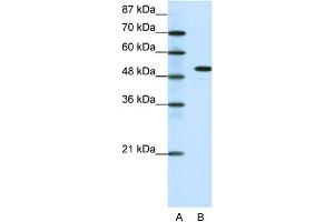 WB Suggested Anti-SPIB Antibody Titration: 0. (SPIB Antikörper  (C-Term))