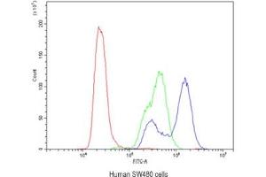 Flow cytometry testing of human SW480 cells with CA2 antibody at 1ug/10^6 cells (blocked with goat sera) (CA2 Antikörper)