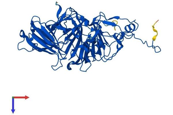 HGD Protein (AA 1-445) (His tag)