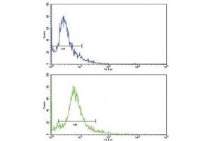 Flow cytometric analysis of HeLa cells using SKP2 antibody (green) compared to a negative control (blue). (SKP2 Antikörper  (AA 156-185))