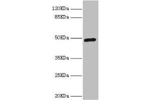 Western blot All lanes: LILRB4 antibody at 4. (LILRB4 Antikörper  (AA 22-259))