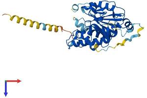 GBGT1 Protein (AA 1-347) (His tag)