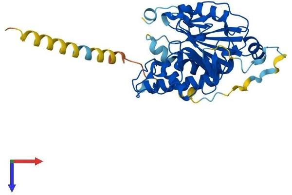 GBGT1 Protein (AA 1-347) (His tag)