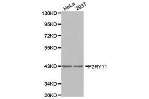 Western Blotting (WB) image for anti-Purinergic Receptor P2Y, G-Protein Coupled, 11 (P2RY11) antibody (ABIN1874013) (P2RY11 Antikörper)