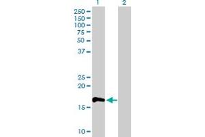 Western Blot analysis of RHOF expression in transfected 293T cell line by RHOF MaxPab polyclonal antibody. (RhoF Antikörper  (AA 1-170))