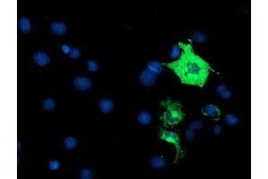 Anti-ANAPC2 mouse monoclonal antibody (ABIN2454936) immunofluorescent staining of COS7 cells transiently transfected by pCMV6-ENTRY ANAPC2 (RC207539). (ANAPC2 Antikörper)