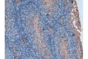 Immunohistochemistry (IHC) image for anti-Annexin A5 (ANXA5) (AA 1-319) antibody (ABIN1077800)