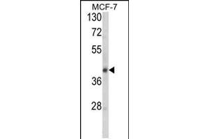 Western blot analysis of SERPINA9 Antibody in MCF-7 cell line lysates (35ug/lane) (SERPINA9 Antikörper  (AA 194-222))