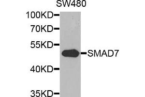 Western blot analysis of extracts of SW480 cells, using SMAD7 antibody (ABIN5974438) at 1/1000 dilution. (SMAD7 Antikörper)